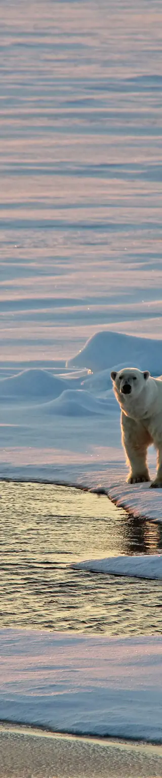 Arktische Tierwelt: Eisbären beobachten